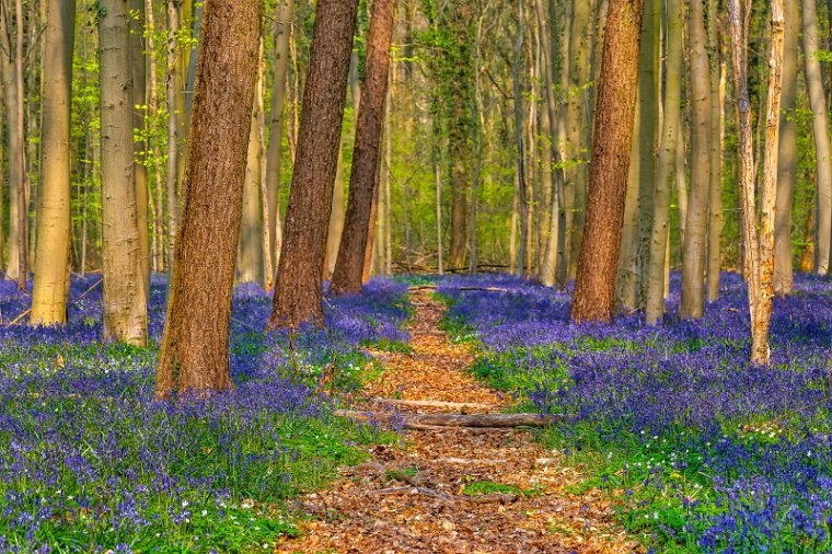 077 Hallerbos.jpg